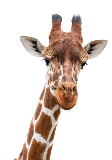istock Cute giraffe looking into the camera, close up and without background/white background 1707295384