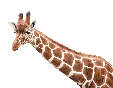 Cute giraffe looking into the camera, close up and without background/white background