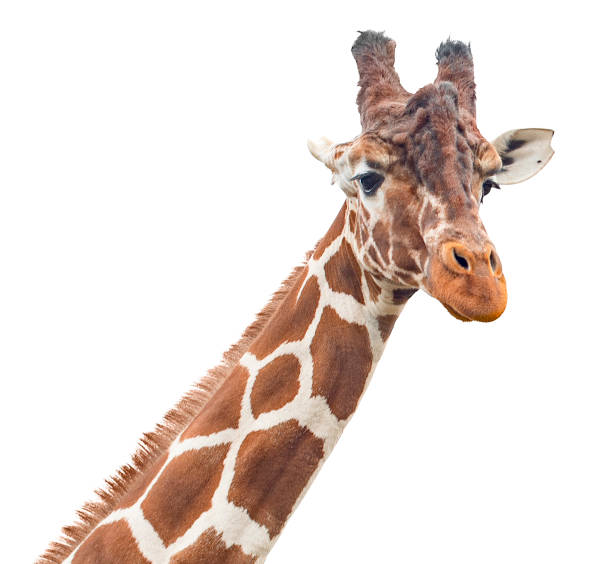istock Cute giraffe looking into the camera, close up and without background/white background 1707296415