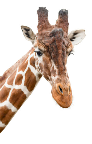 istock Cute giraffe looking into the camera, close up and without background/white background 1707296949
