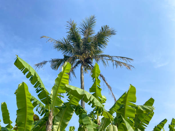 istock Banana trees growing around a coconut tree. 1707320125