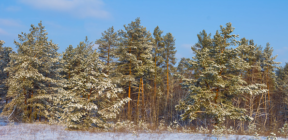 pine tree forest in snow at bright winter day