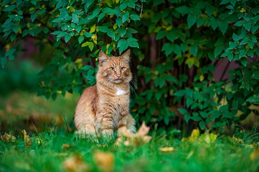 Ginger stray cat is standing on the middle of street.\nIstanbul, Turkey.