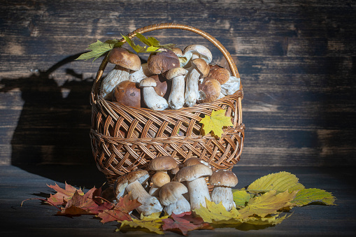 Full basket of porcini and boletus mushrooms