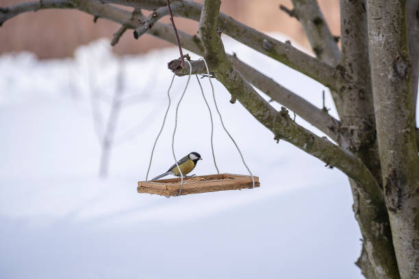 istock Great tit Parus Major on feeder at winter, close up 1707329221