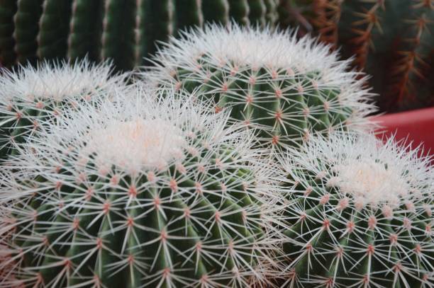 istock Green round cacti close-up, with beautiful texture and sharp thorns. Cactus garden. Succulents. 1707344846