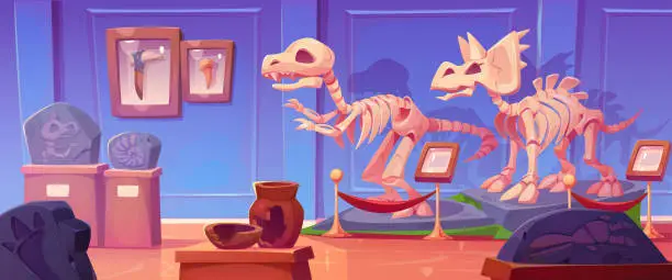 Vector illustration of Fossil dinosaur skeleton in history museum cartoon