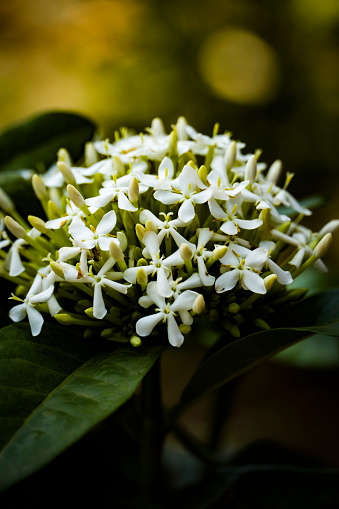 Platone Trothic Ixora/Chethi  flower Plant close up macro photography