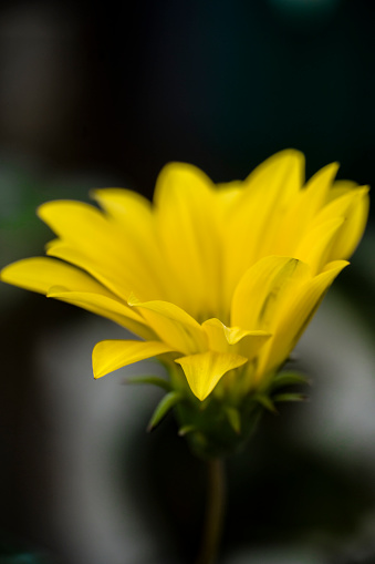 A couple of beautiful yellow daisy flower in the dark background