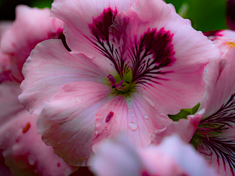 macro shot of the pink hibiscus geranium with slight dew of water droplets after a rain
