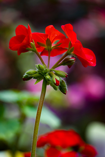 tiny beautiful red geranium