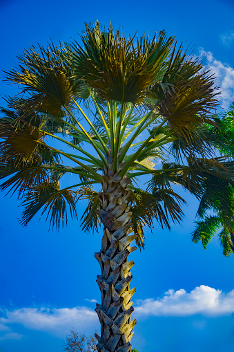 a vibrant pine tree on the beautiful cloudy blue sky