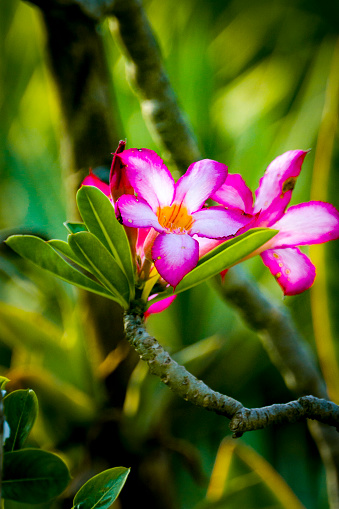 a beautiful Calla Lilly flower