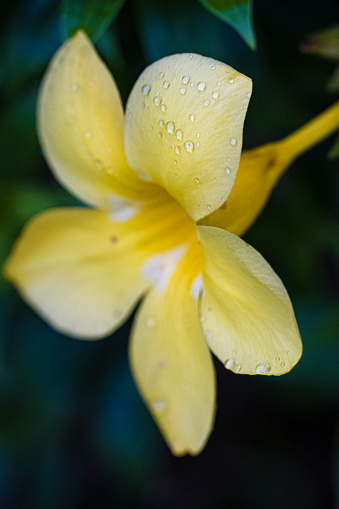 Allamanda cathartica, a common yellow flower with dew of raindrops after the rain
