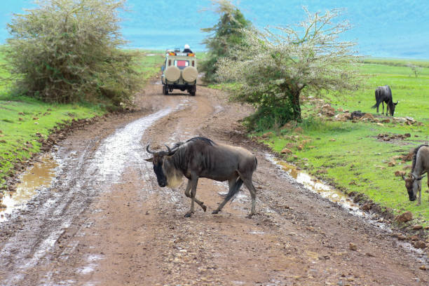 wildebeest crossing road in Kenya