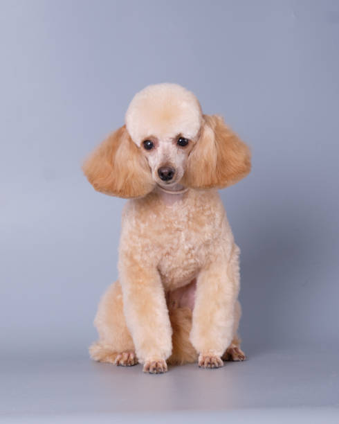 istock Apricot poodle isolated on a gray background 1707368117