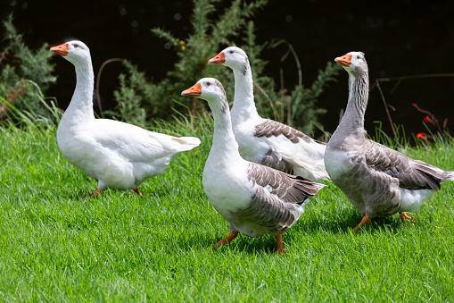 Domestic goose walks on the green grass in the natural environment.