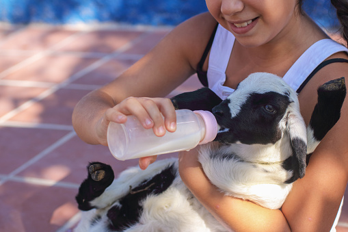 Cute girl is feeding little Lamb by Bottle of milk.
