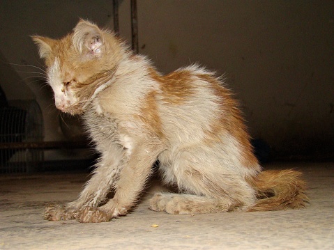 Hungry, emaciated stray cat was brought to a veterinary clinic. Dehydrated kitten.\nPet veterinarian, cats and dogs.\nvet.