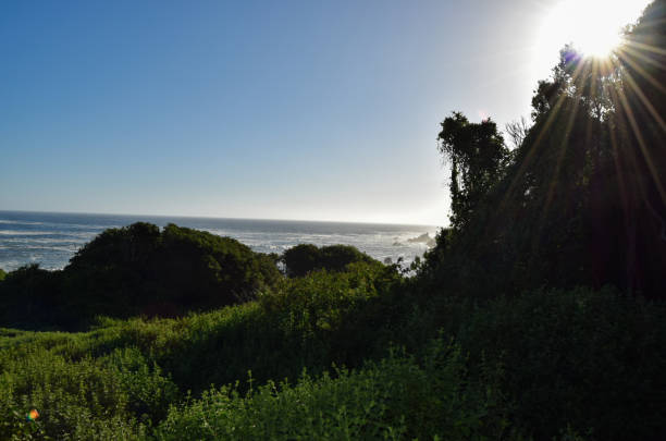 istock Sun peeks through the trees over a beautiful ocean view 1707397398