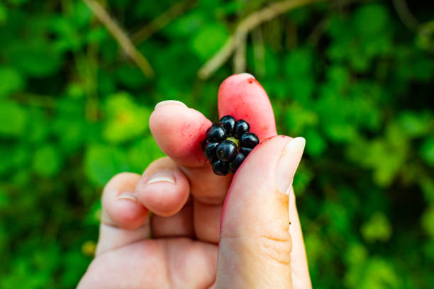 Close-up of ripe and juicy blackberries held in a hand. The rich colors and texture of the berries make them a delectable addition to your design.