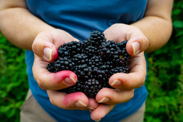 istock Freshly Handpicked Blackberries from the nature 1707406797