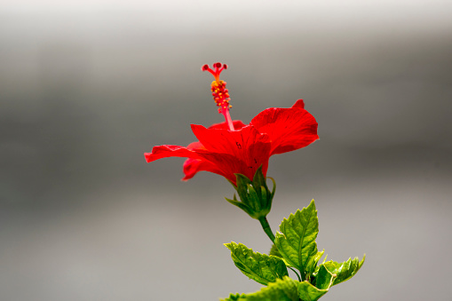 Close up of red hibiscus flower and green leaf with use of selective focus
