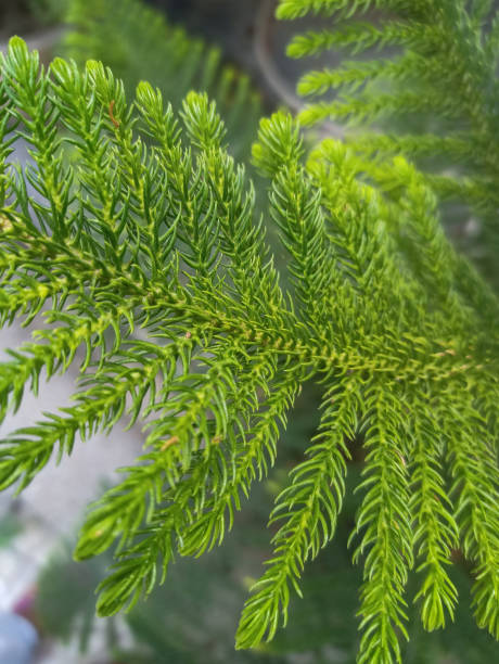istock Norfolk Island pine tree green leaves background also known as star pine tree. 1707414187