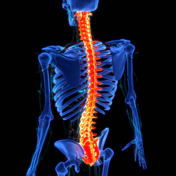 istock Spinal Cord Vertebral Column of Human Skeleton System Anatomy 1707416968
