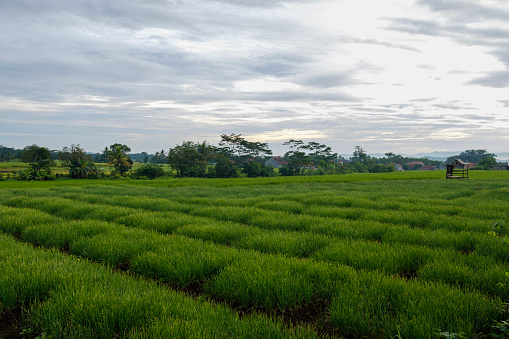 rice fields that are still cool in the morning and beautiful