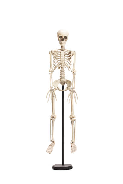 istock Studio shot of a human skeleton on a stand 1707429478