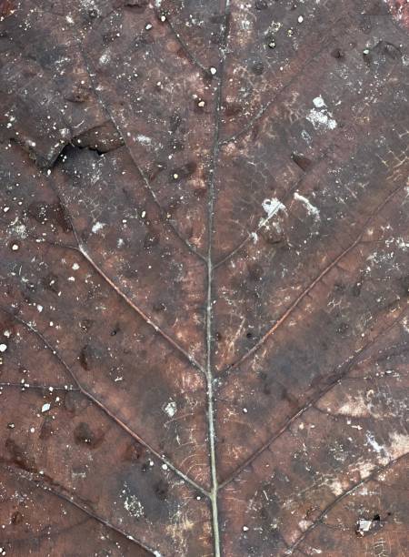 istock a photography of a leaf with a small insect on it, leaf with a thin stem and a thin stem. 1707436049