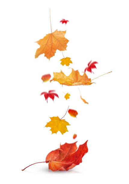 istock falling autumn leaves are highlighted on a white background 1707439420