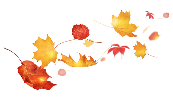 leaves blown away by the wind are highlighted on a white background