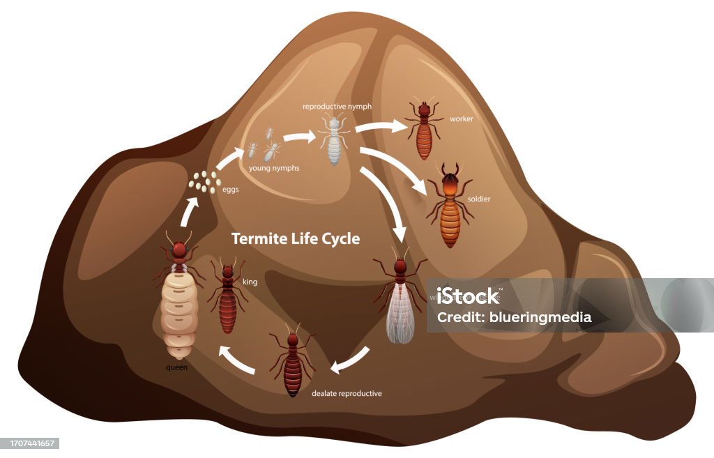 Termite Life Cycle Study For Science Students Stock Illustration ...