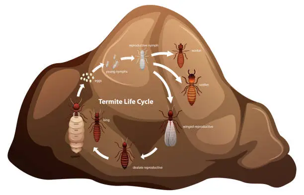 Vector illustration of Termite Life Cycle Study for Science Students