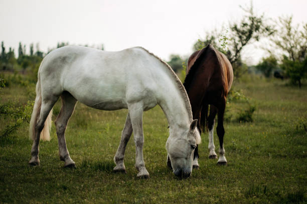 istock Two horses graze on a green lush meadow 1707441936