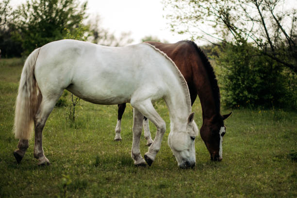 istock Two horses graze on a green lush meadow 1707441954
