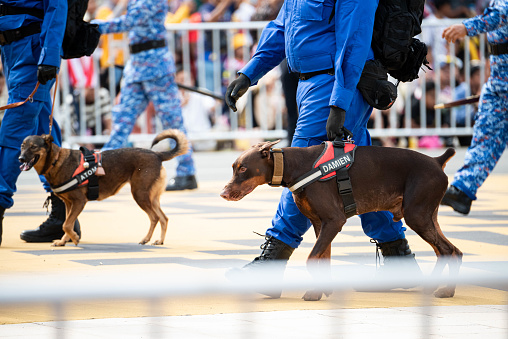 Putrajaya, Malaysia - August 31, 2023: A close-up view of the sniff dogs with owner at 66th Independence Day or Malaysian Independence Day celebrations in Putrajaya.