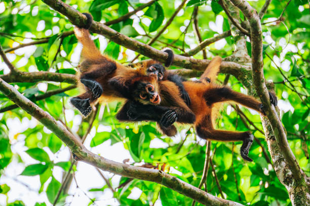istock Costa Rica Affenbabys 1707462731