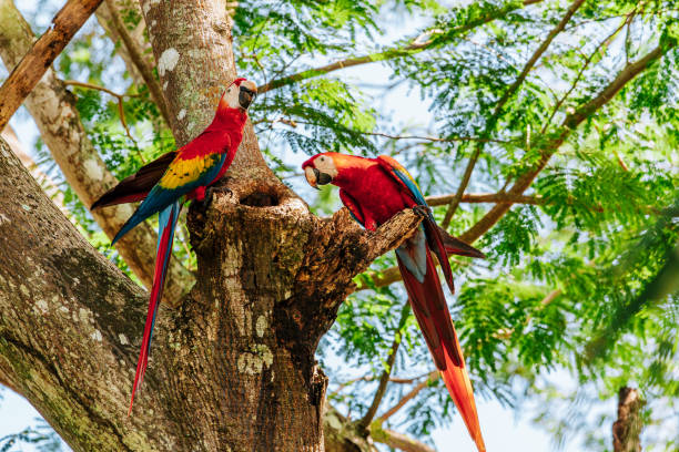 istock Costa Rica Macaw parrot 1707463261