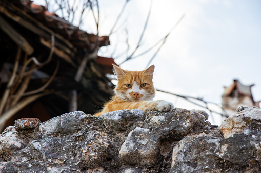 Street cats lying on the street wall