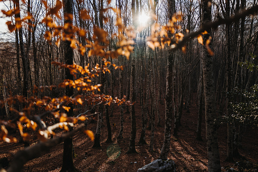 Italian deciduous forest in autumn: bare trees
