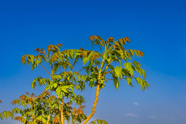 スクリーンセーバーやその他のニーズのための植物の背景 - japanese art ストックフォトと画像