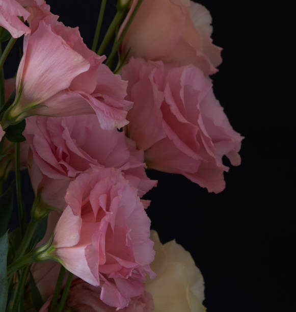 istock a bouquet of Eustoma flowers stands 1707470059