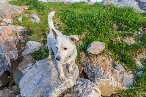 Dog breed Jack Russell Terrier in nature in the wild