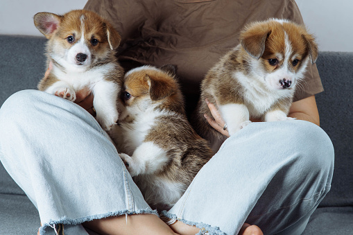 Cropped photo of woman owner sitting with crossed legs on grey sofa, holding three wonderful little brown white puppies of dog welsh pembroke corgi sitting on white sweater, looking down. Pet love.