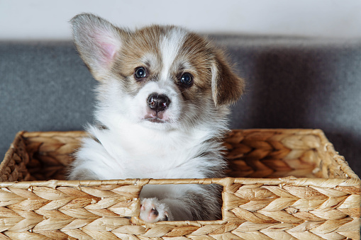 Portrait of amazing little brown white puppy of dog welsh pembroke corgi looking out of wicker basket with raised ear on grey background. Pet love, pet care, domestic animal, pet breeding, ownership.