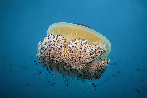 Mediterranean Jellyfish (Cotylorhiza Tuberculata), Adriatic Sea, Mediterranean Sea, Croatia
