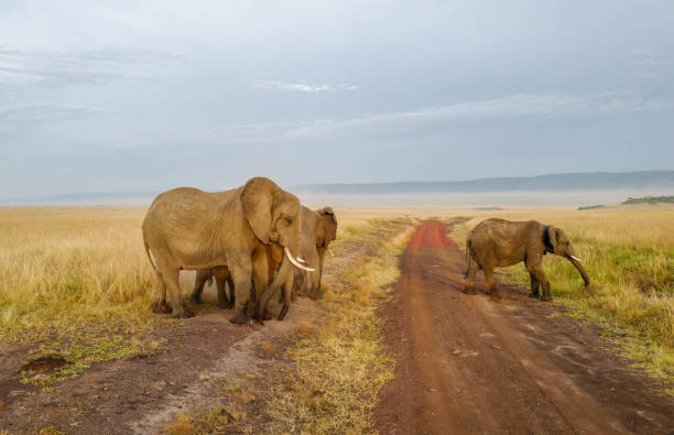 istock Amazing grassland savanna in Africa Kenya 1707509708